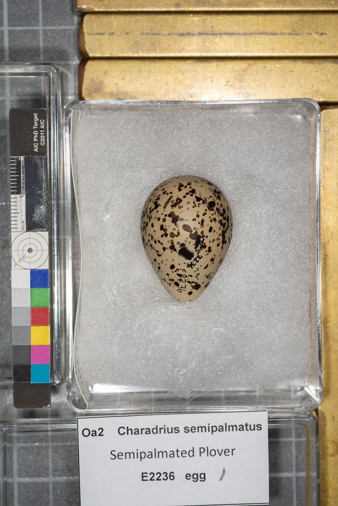 Image representing Charadrius semipalmatus.