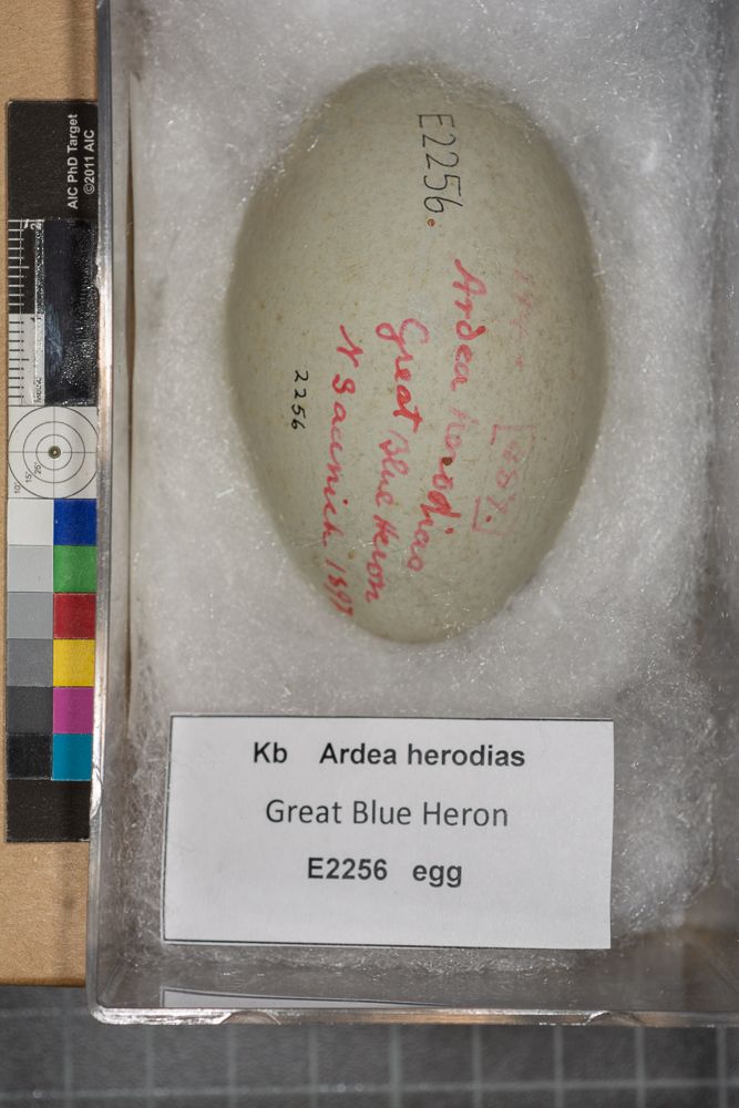 Image representing Ardea herodias.