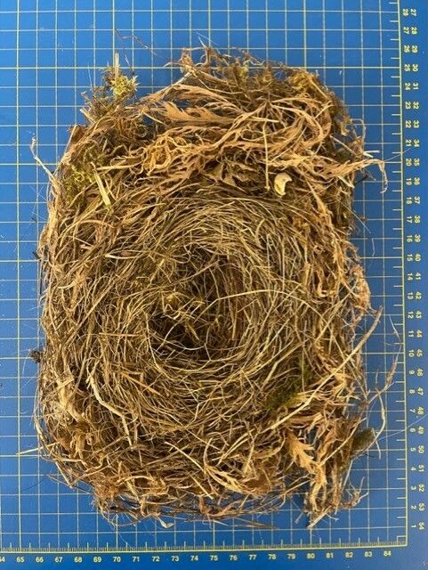 Image representing Junco hyemalis.