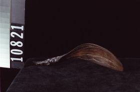 Image representing Spoon.