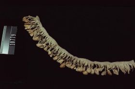 Image representing Rattle.