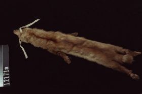 Image representing Marten.