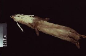 Image representing Marten.