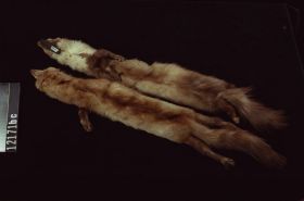 Image representing Marten.