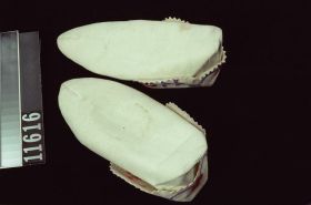 Image representing Moccasin.