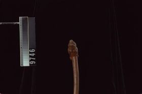 Image representing Cane.