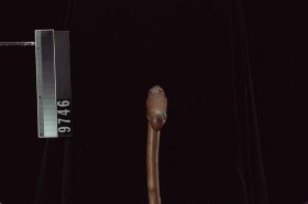 Image representing Cane.