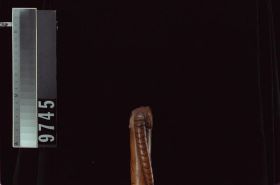 Image representing Cane.