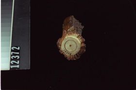 Image representing Bowl.