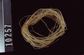 Image representing Sinew.