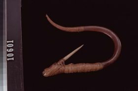 Image representing Hook.