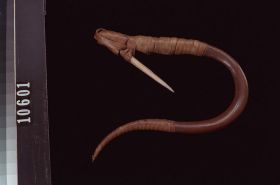 Image representing Hook.