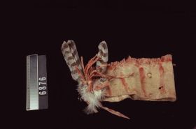 Image representing Headdress.