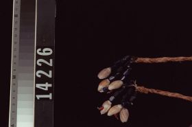 Image representing Necklace ?.