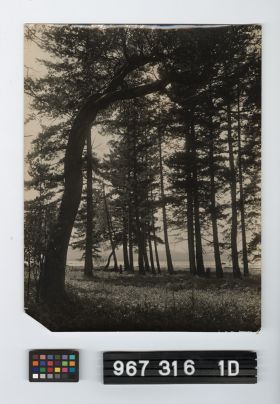 Image representing Print, Photographic.