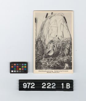 Image representing Postcard.