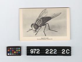 Image representing Postcard.