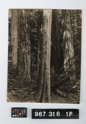 Image representing Print, Photographic.