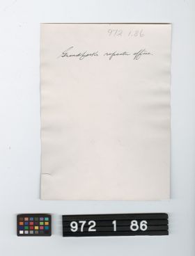 Image representing Print, Photographic.