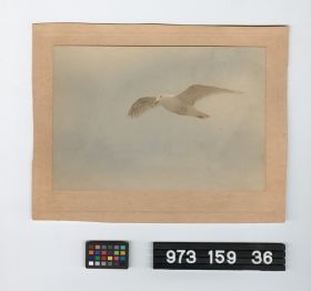 Image representing picture.