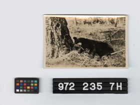 Image representing Postcard.