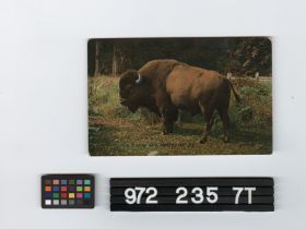 Image representing Postcard.
