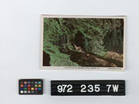 Image representing Postcard.
