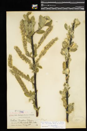 Image representing Salix hookeriana var. tomentosa.