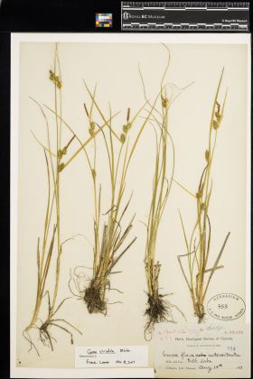 Image representing Carex flava.