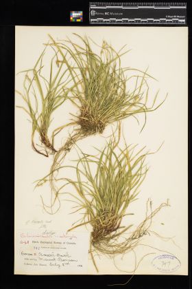 Image representing Carex brevicaulis.