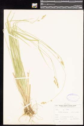 Image representing Carex deweyana.