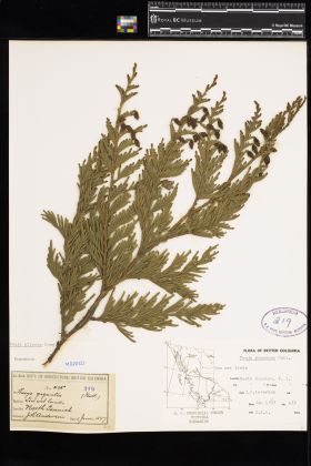Image representing Thuja plicata.