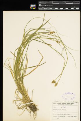 Image representing Carex arcta.