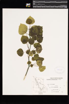 Image representing Populus tremuloides.