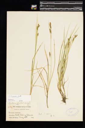 Image representing Carex aurea.