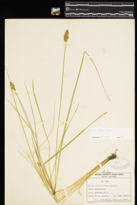 Image representing Carex arcta.