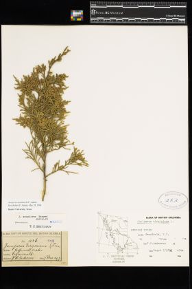Image representing Juniperus scopulorum.