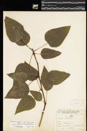 Image representing Populus balsamifera ssp. trichocarpa.