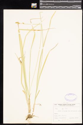 Image representing Carex deweyana.