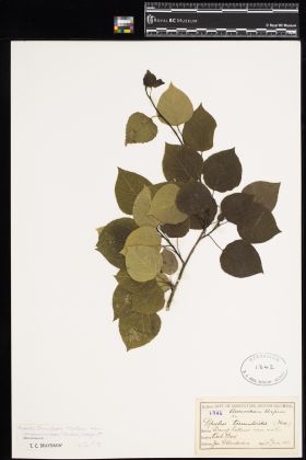 Image representing Populus tremuloides var. vancouveriana.