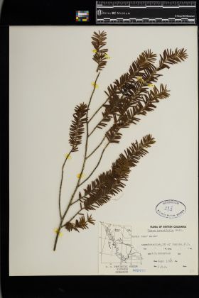 Image representing Taxus brevifolia.