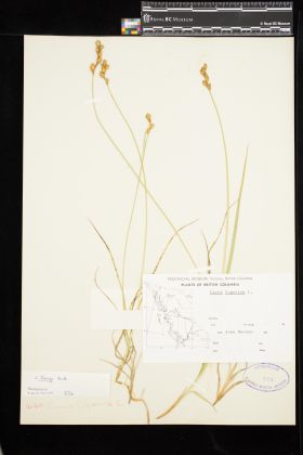 Image representing Carex ovalis.
