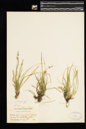 Image representing Carex brevicaulis.