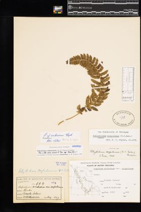 Image representing Polystichum californicum.