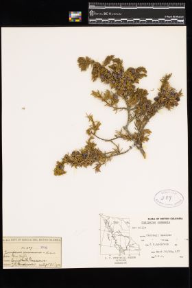 Image representing Juniperus communis.