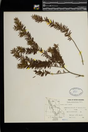 Image representing Taxus brevifolia.