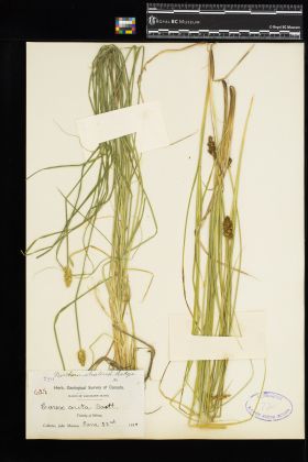 Image representing Carex arcta.