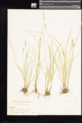 Image representing Carex deweyana.