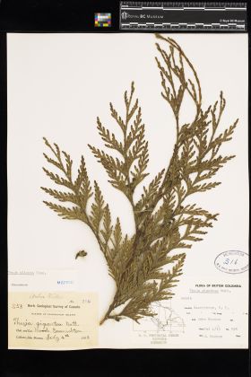 Image representing Thuja plicata.
