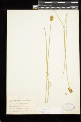 Image representing Carex ovalis.